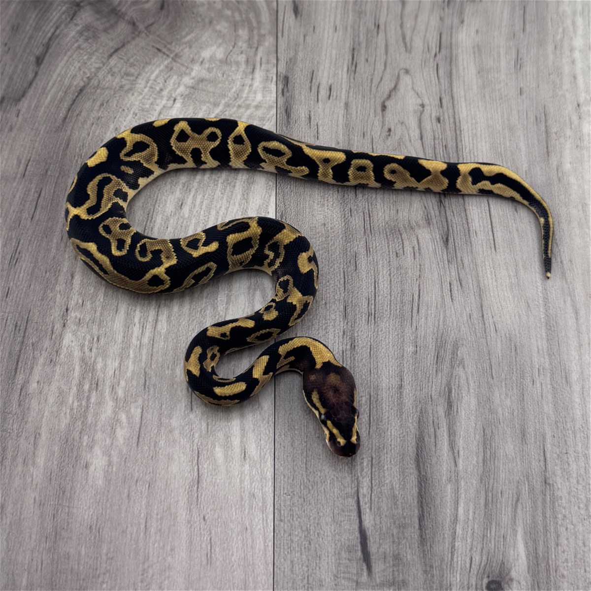 Leopard 66% Het MJ Axanthic Hypo Clown