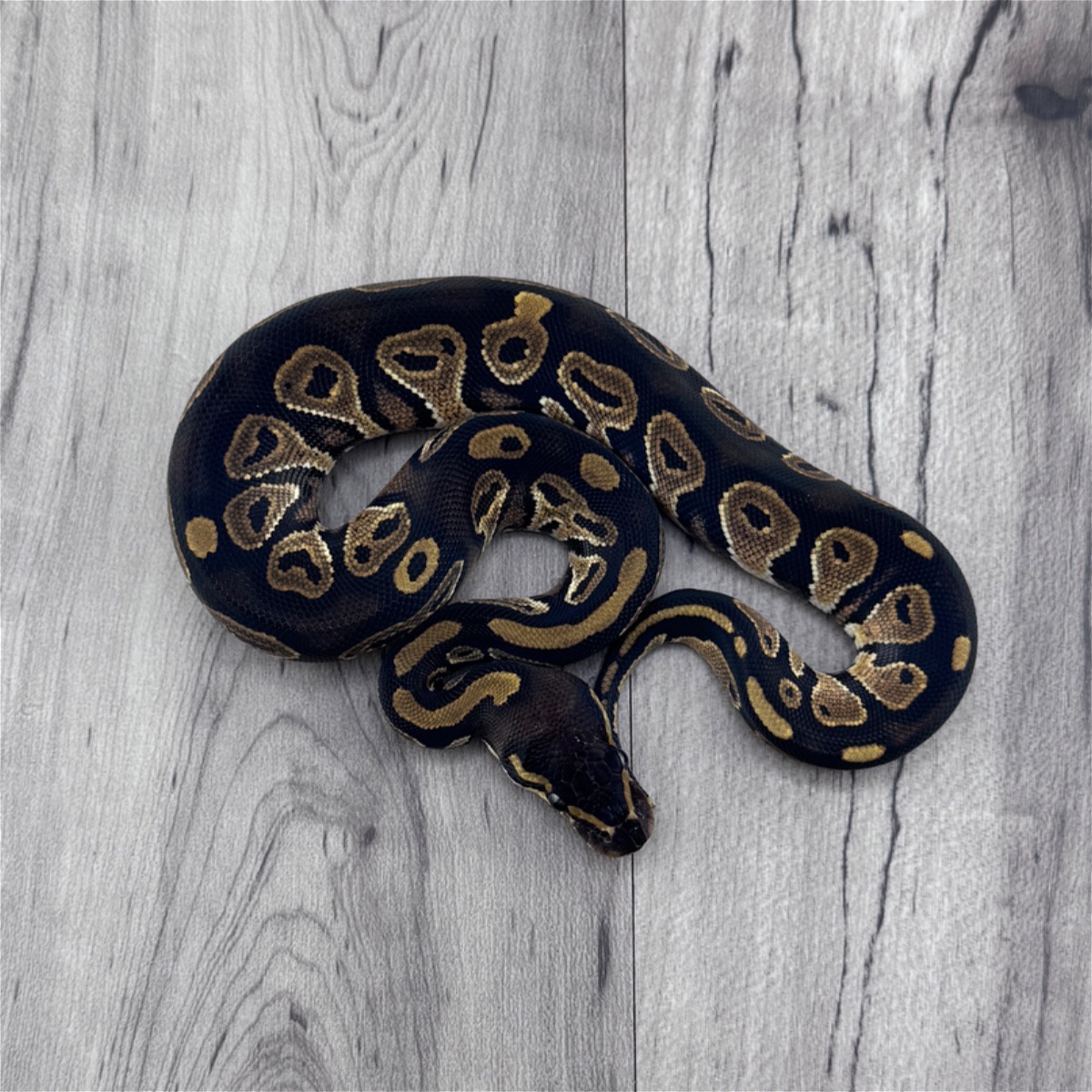 Black Head Het Pied
