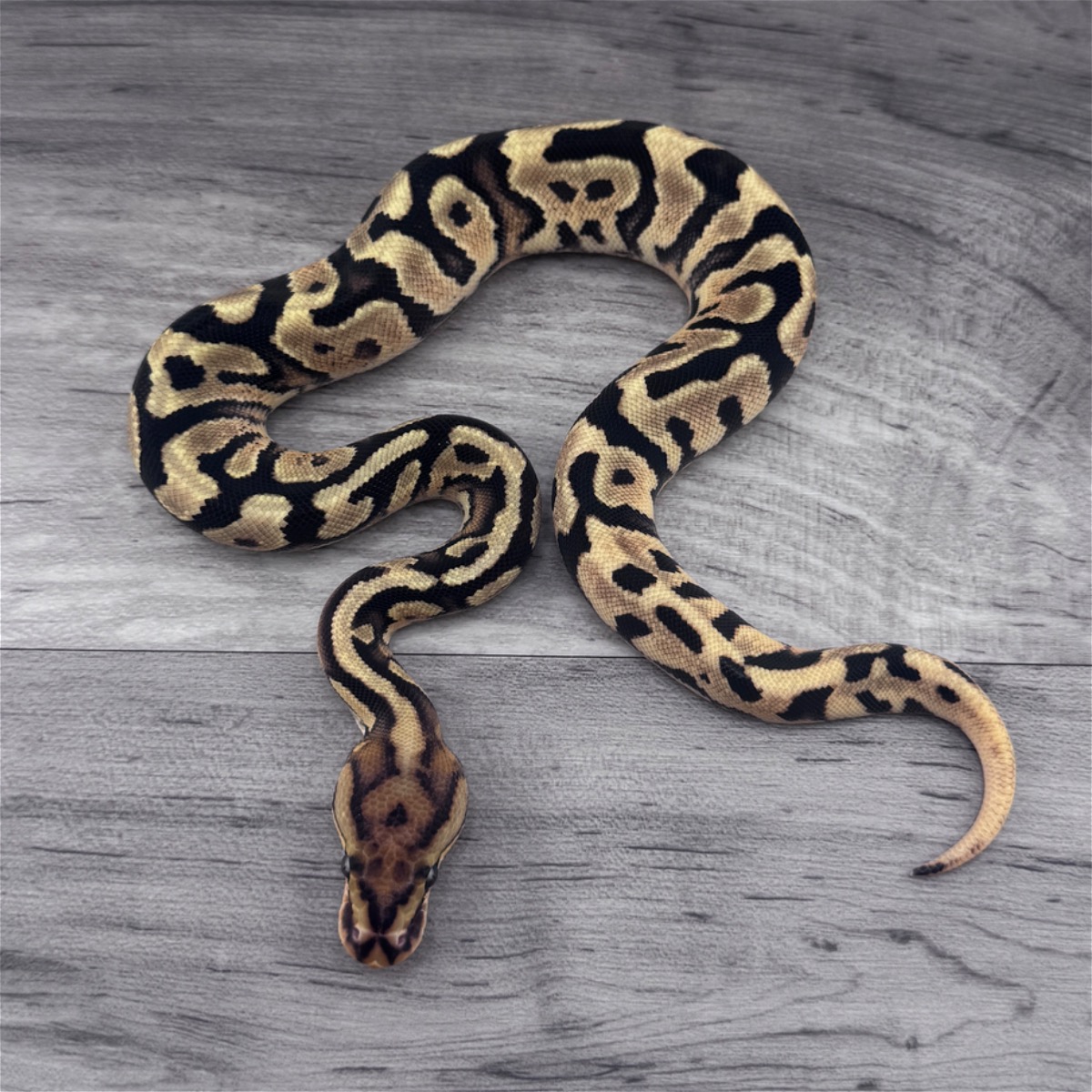 Spotnose Fire (YB) Het Clown