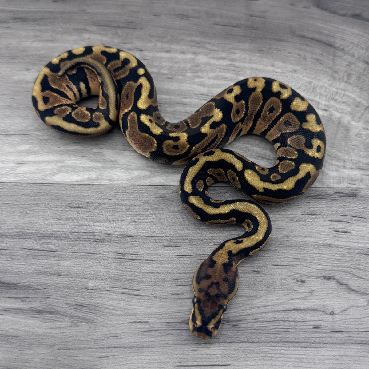 Spotnose Het Clown