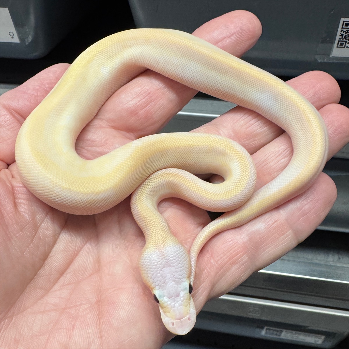 Pastel Pinstripe CG (FM) Freeway (RS)