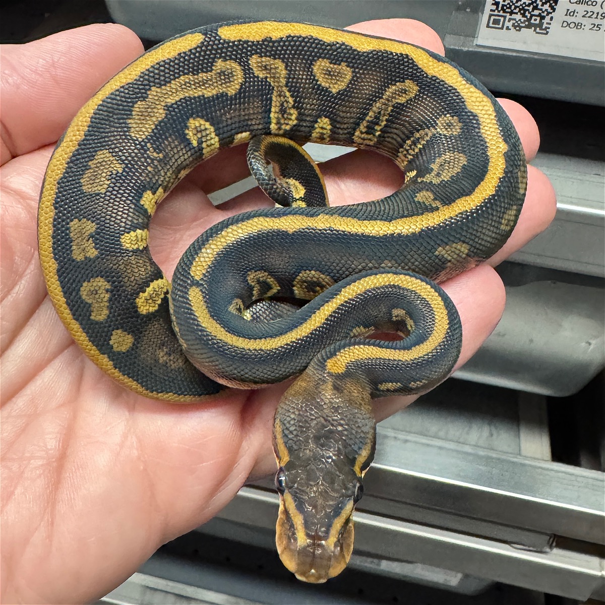animal image