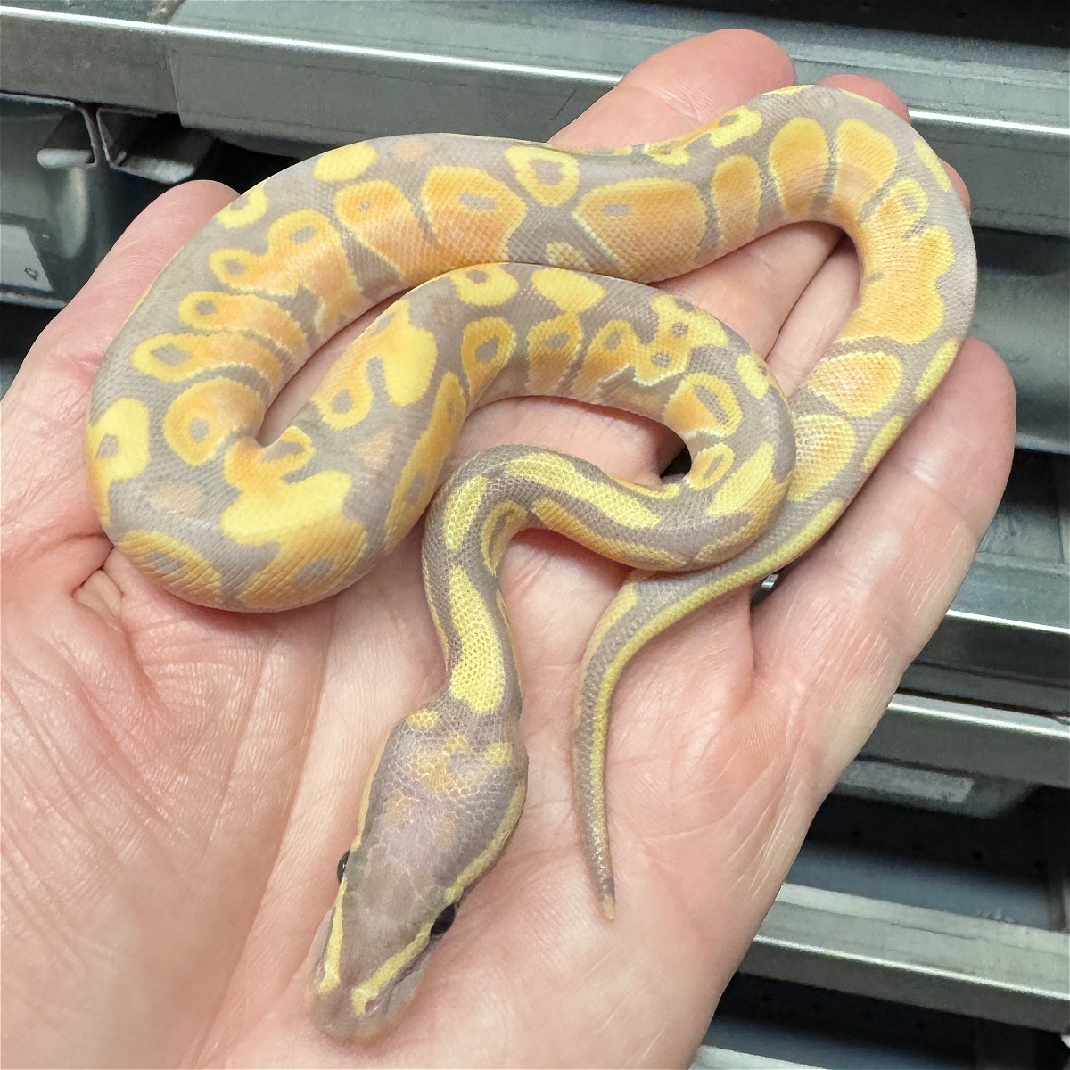 animal image