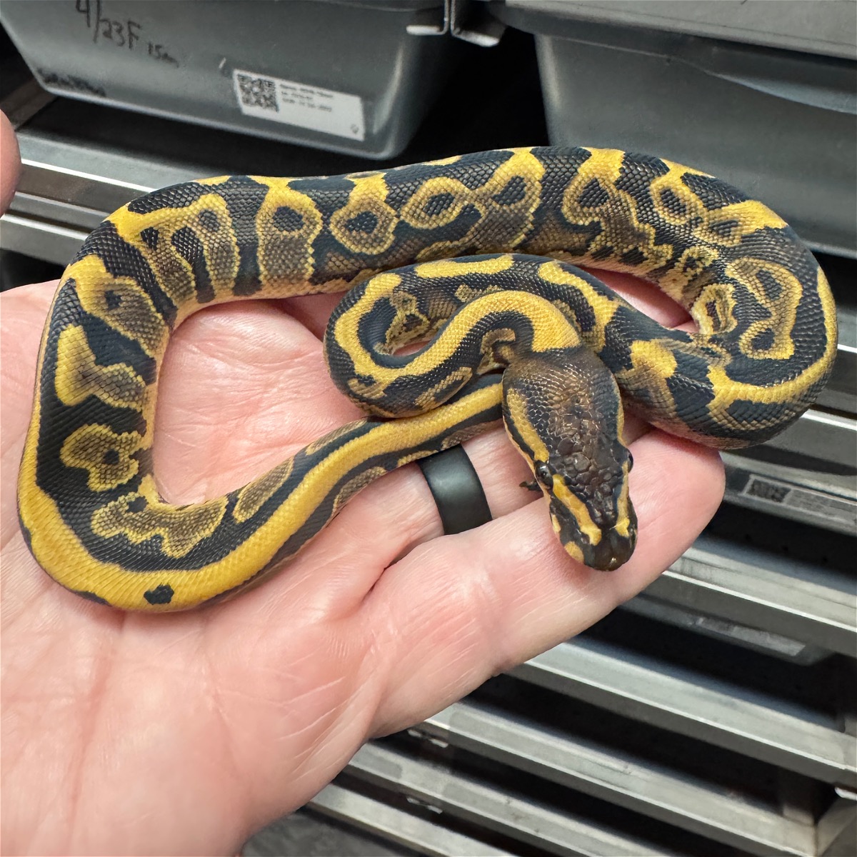Leopard YB