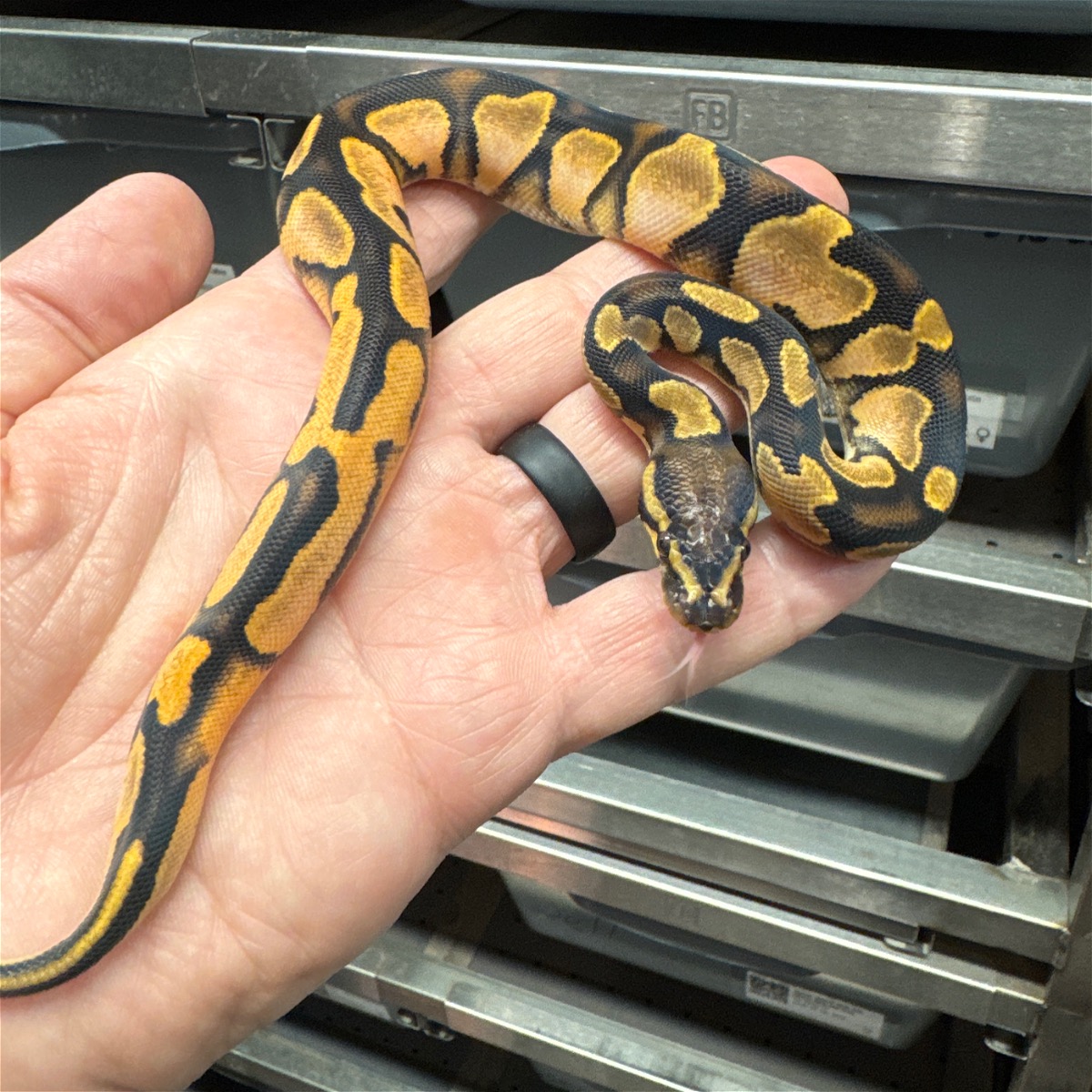 animal image