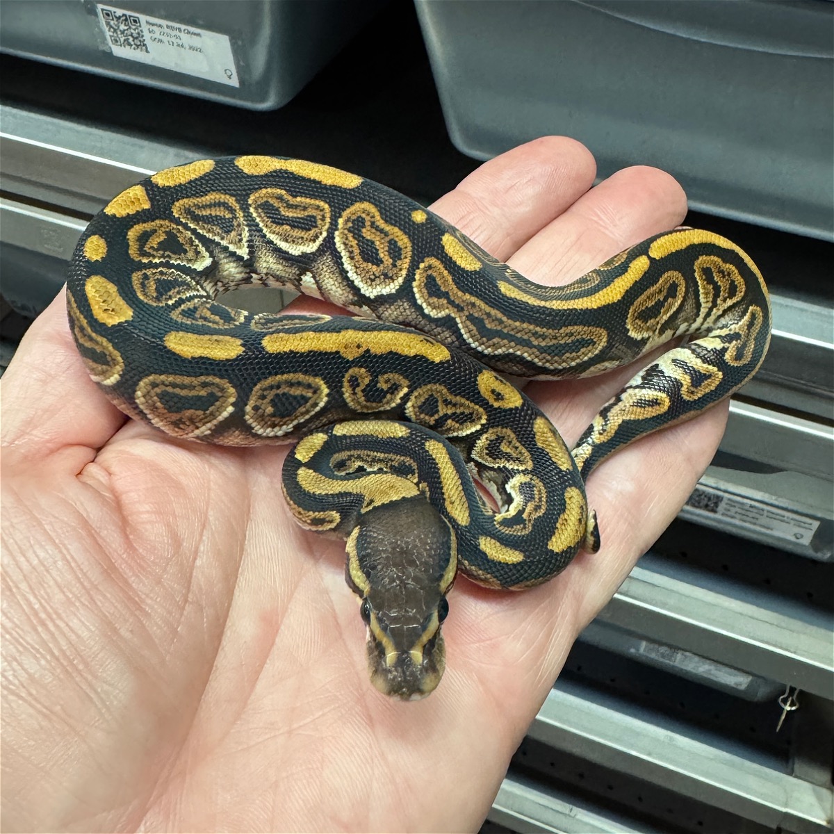 animal image