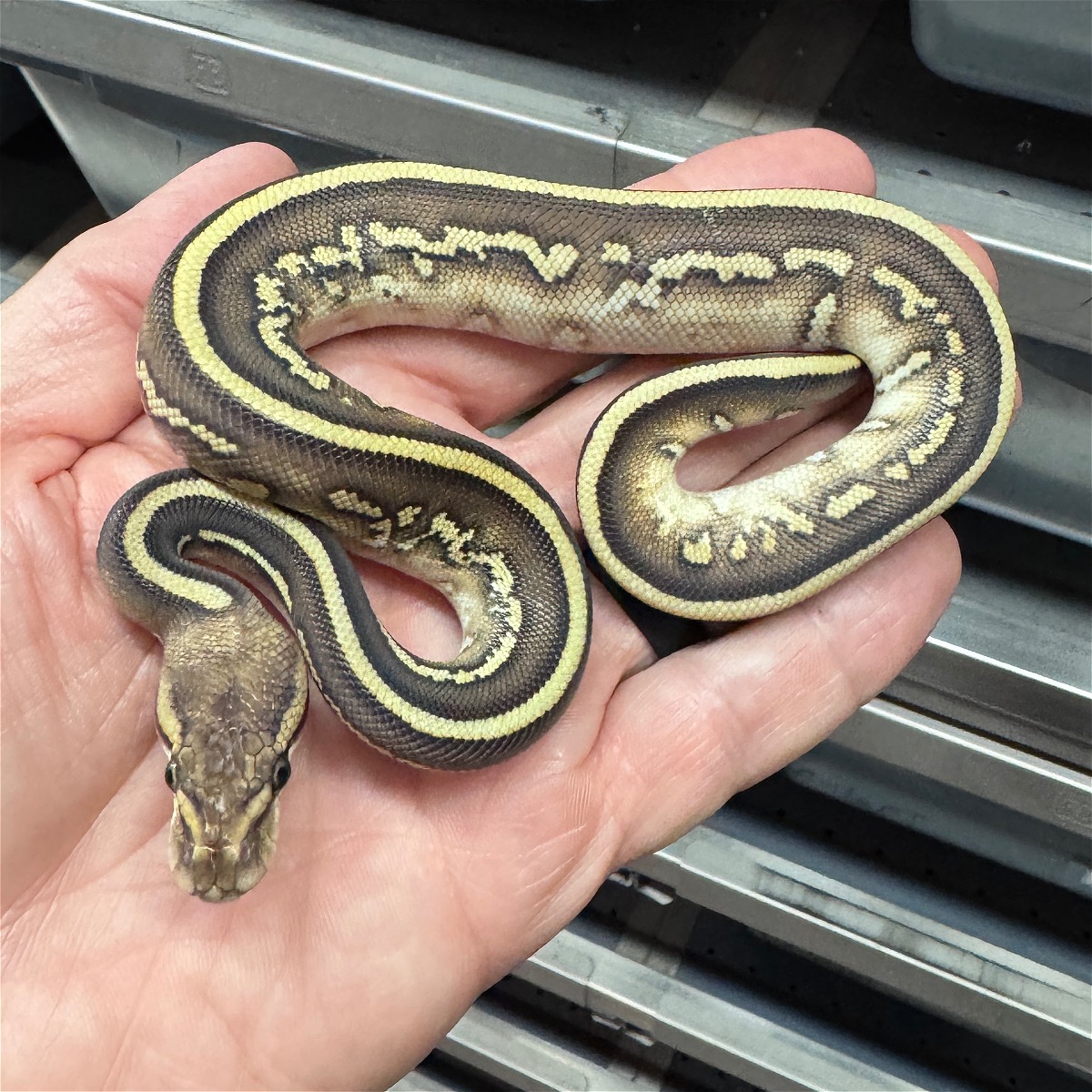 Leopard Lesser Stranger 66% Het Ultramel 50% Het Clown