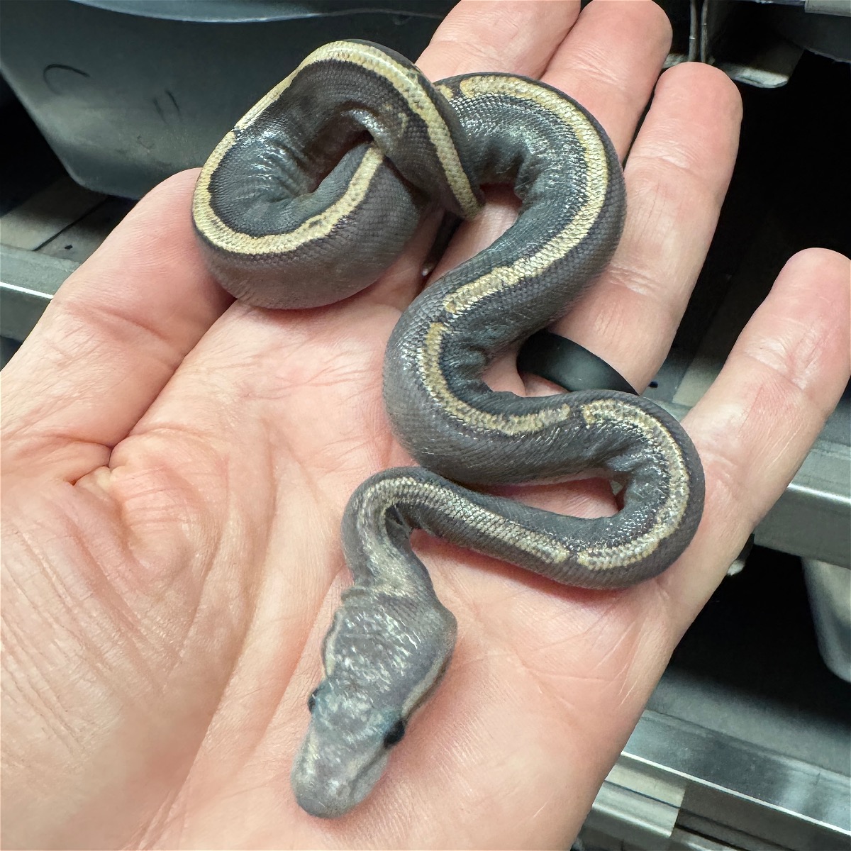 animal image