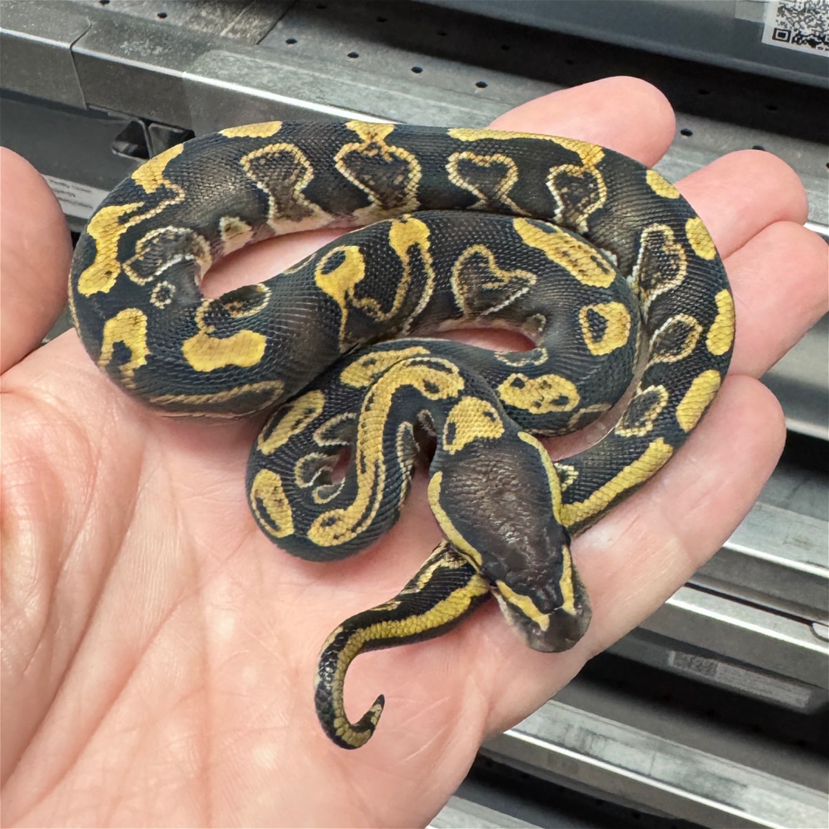 animal image