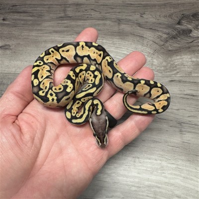animal image