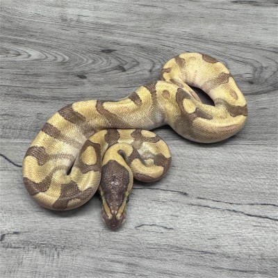 animal image