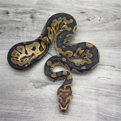 animal image