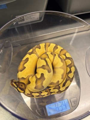 animal image