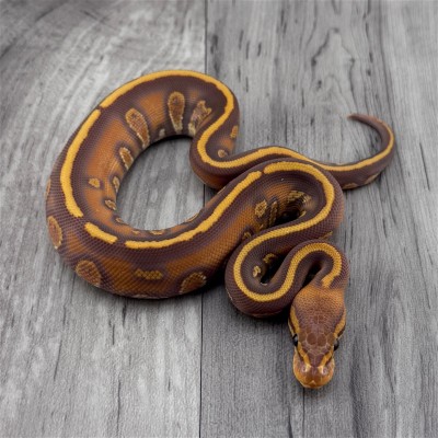 animal image