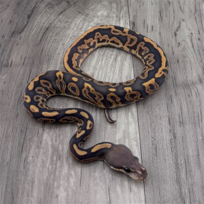 animal image