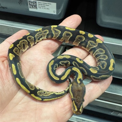 animal image