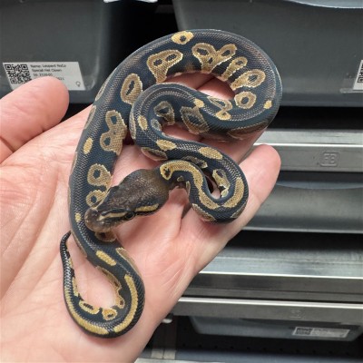animal image
