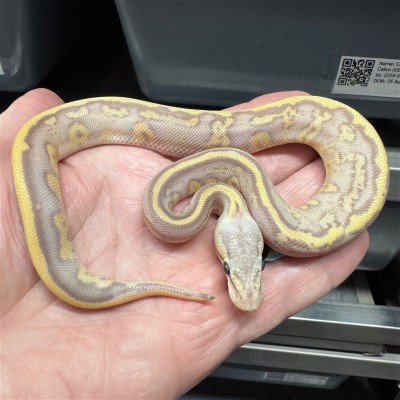 animal image