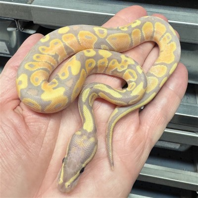 animal image