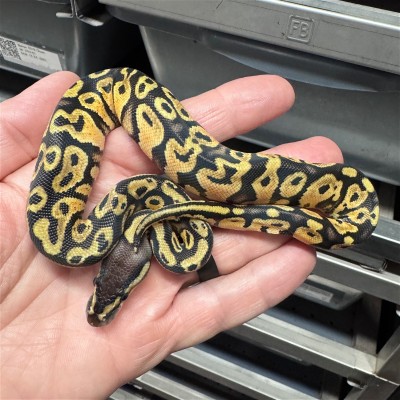 animal image