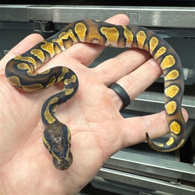 animal image