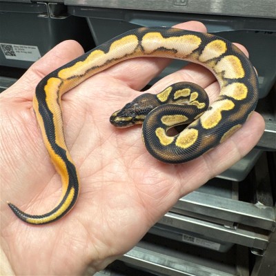animal image