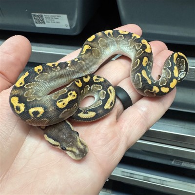 animal image