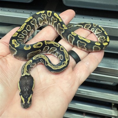 animal image