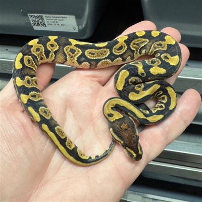animal image