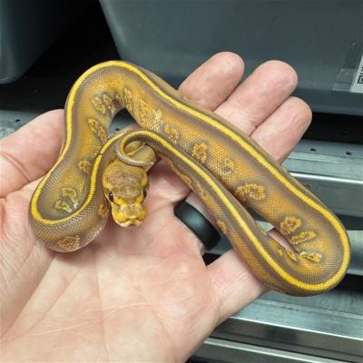 animal image
