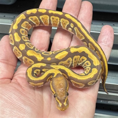 animal image