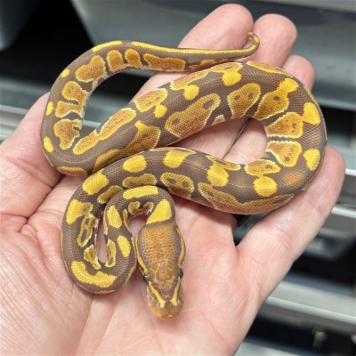 animal image