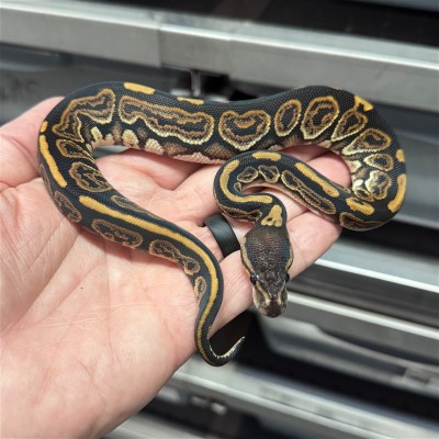 animal image