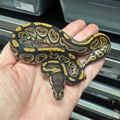 animal image