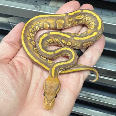 animal image