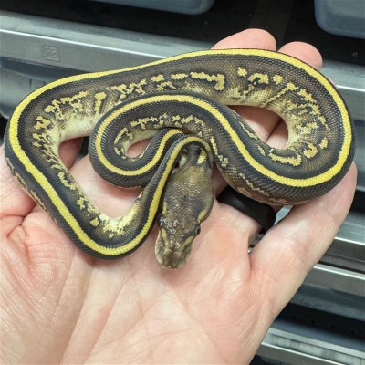 animal image
