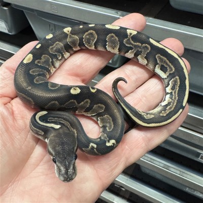 animal image