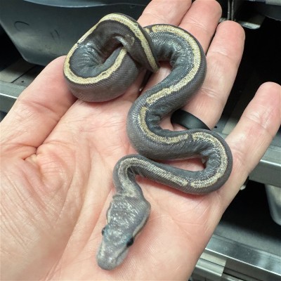animal image
