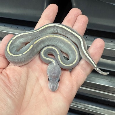 animal image