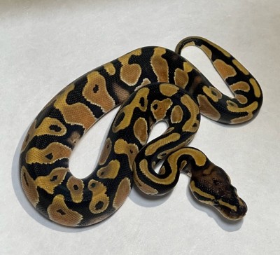animal image