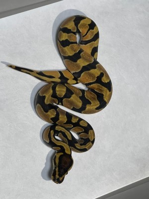 animal image