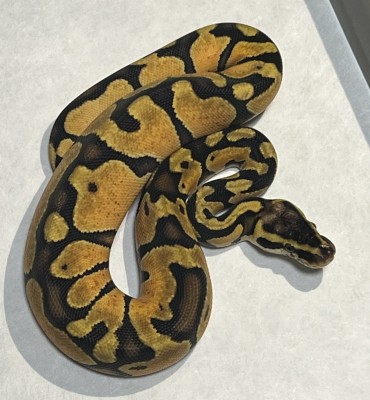 animal image