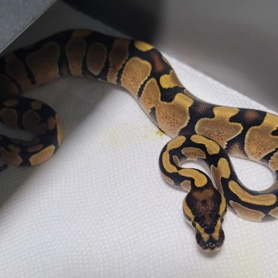 animal image