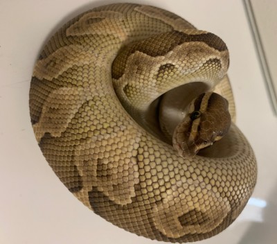 animal image