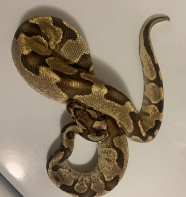 animal image