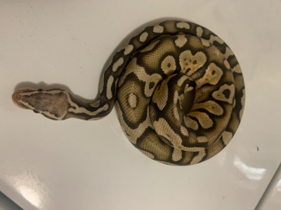 animal image