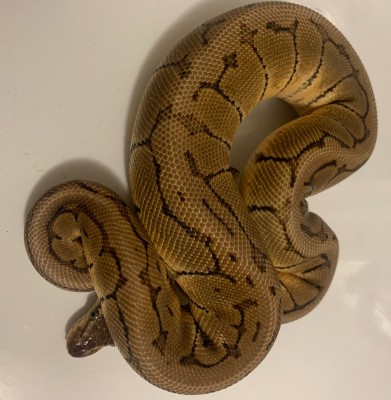 animal image