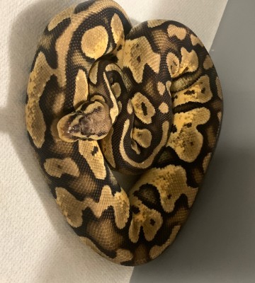 animal image