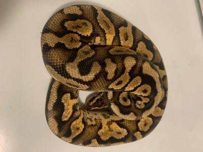 animal image