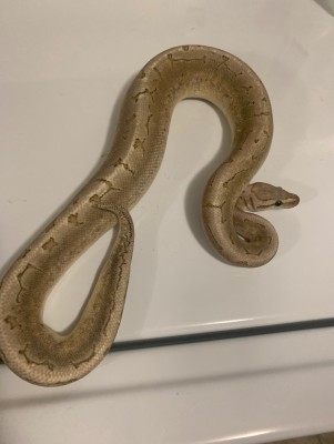 animal image